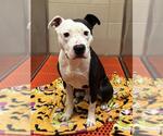 Small American Pit Bull Terrier