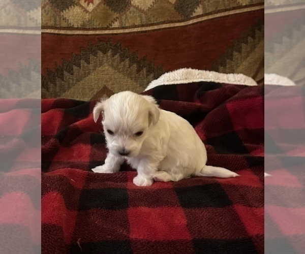 Medium Photo #2 Havanese Puppy For Sale in WICKENBURG, AZ, USA