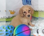 Small #1 Chiweenie