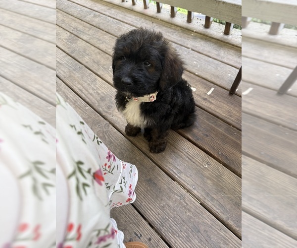 Medium Photo #28 Saint Berdoodle Puppy For Sale in DINWIDDIE, VA, USA