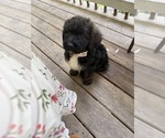 Small Photo #28 Saint Berdoodle Puppy For Sale in DINWIDDIE, VA, USA