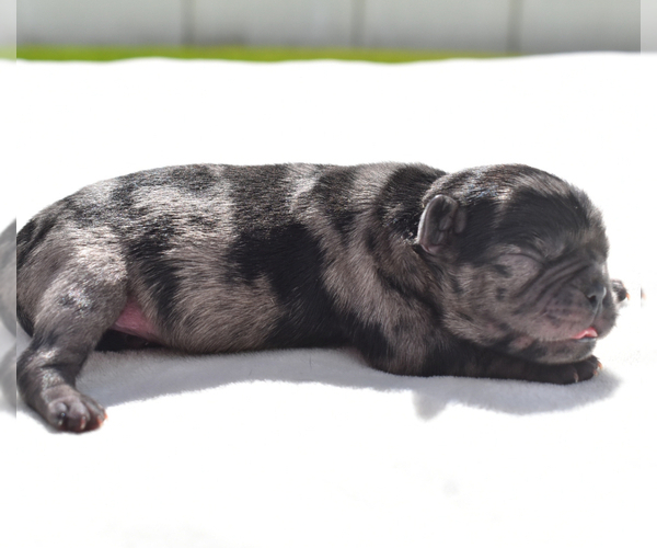 Medium Photo #6 Pug Puppy For Sale in PALM COAST, FL, USA