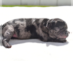 Small #5 Pug