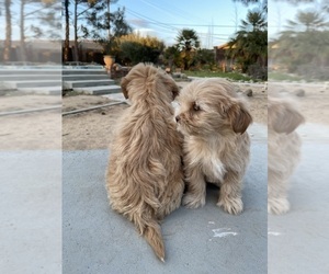 Maltipoo Puppy for sale in APPLE VALLEY, CA, USA