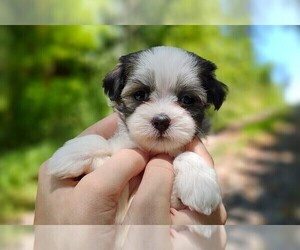 Havamalt Puppy for sale in BARREN SPRINGS, VA, USA