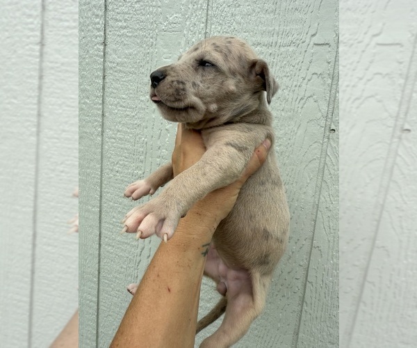 Medium Photo #62 Great Dane Puppy For Sale in HALLETTSVILLE, TX, USA