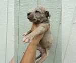 Small Photo #62 Great Dane Puppy For Sale in HALLETTSVILLE, TX, USA
