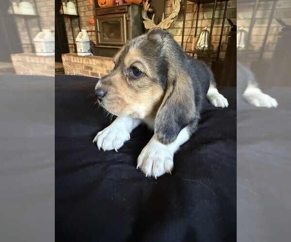 Medium Photo #3 Basset Hound Puppy For Sale in SCIPIO, IN, USA