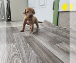 Puppy Yellow Girl Rhodesian Ridgeback