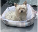 Small Photo #1 Yorkshire Terrier Puppy For Sale in NEWNAN, GA, USA