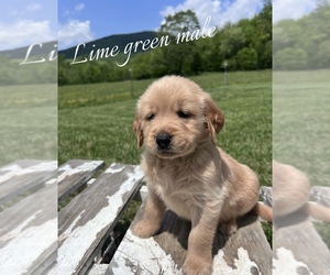 Golden Retriever Puppy for sale in PATRICK SPGS, VA, USA