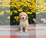 Puppy 1 Golden Retriever