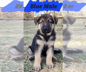 German Shepherd Dog Puppy for sale in ELM CITY, NC, USA