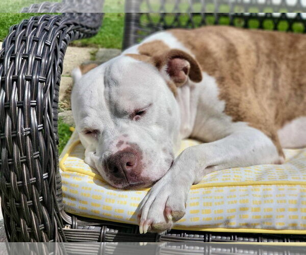 Medium Photo #18 Mutt Puppy For Sale in Mount Laurel, NJ, USA