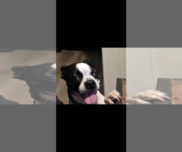 Medium Photo #3 Boston Terrier Puppy For Sale in Sandy, UT, USA