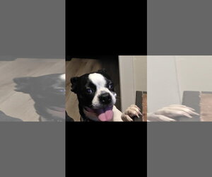 Johanna - Female Boston Terrier Dog for Adoption - Photo #3