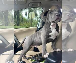 American Bully Puppy for Sale in OCALA, Florida USA