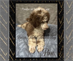 Poodle (Standard) Puppy for sale in COMMERCE, GA, USA