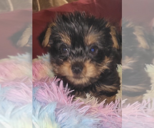 Medium Photo #259 Yorkshire Terrier Puppy For Sale in AKRON, OH, USA