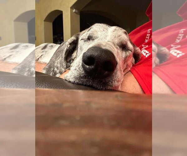 Medium Photo #6 Great Dane Puppy For Sale in Bullard, TX, USA