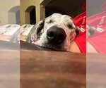 Small #5 Great Dane