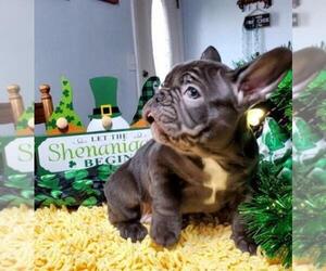 French Bulldog Puppy for sale in BOSTON, KY, USA