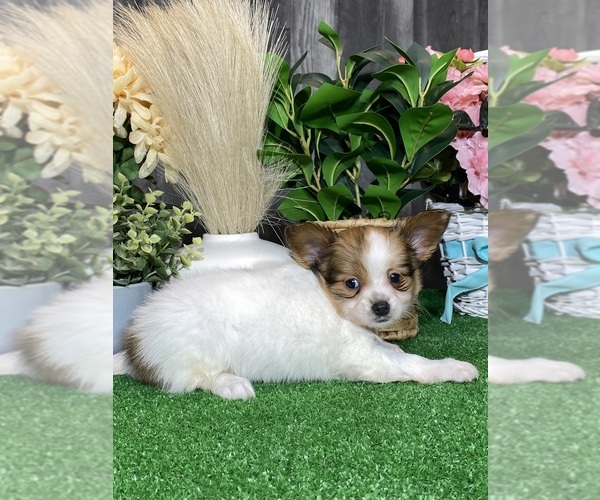 Medium Photo #2 Papillon Puppy For Sale in CANOGA, NY, USA