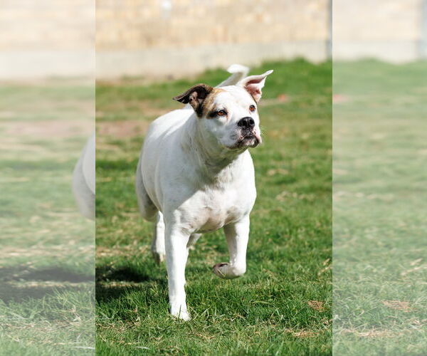 Medium Photo #17 Bullboxer Pit Puppy For Sale in McKinney, TX, USA