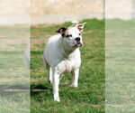 Small #16 Bullboxer Pit