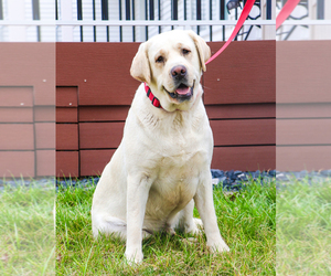 Labrador Retriever Puppy for Sale in SYRACUSE, Indiana USA