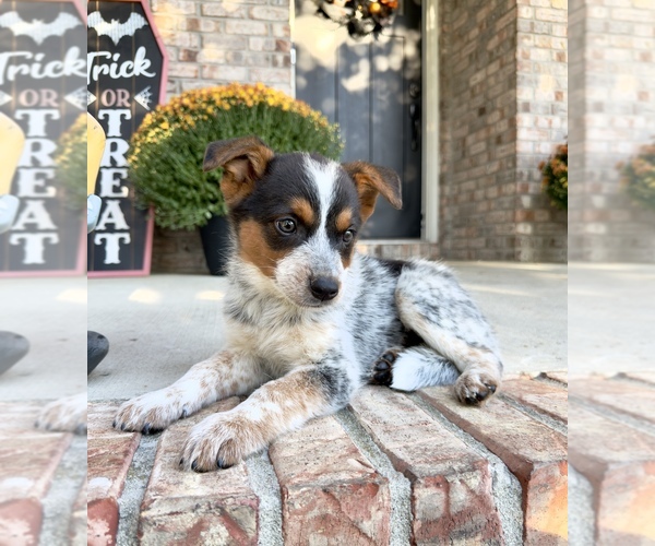 Medium Photo #5 Australian Cattle Dog Puppy For Sale in GREENFIELD, IN, USA