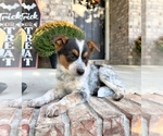 Small #4 Australian Cattle Dog