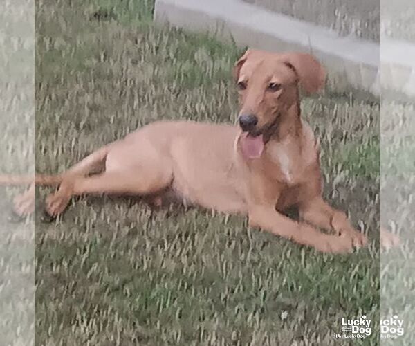 Medium Photo #1 Labrador Retriever-Retriever  Mix Puppy For Sale in Washington, DC, USA