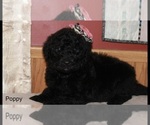 Small Photo #4 Poodle (Standard) Puppy For Sale in MUSKEGON, MI, USA