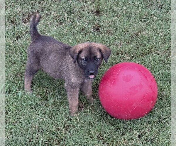 Medium Photo #1 German Shepherd Dog-Unknown Mix Puppy For Sale in Lakewood, CO, USA