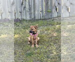 Small #12 Mutt