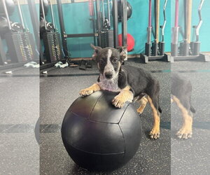 Mutt Dogs for adoption in Mechanicsburg, PA, USA