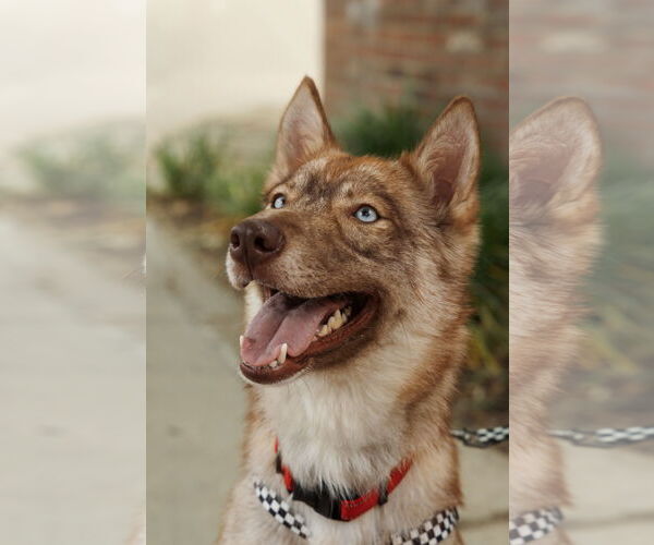 Medium Photo #4 Siberian Husky Puppy For Sale in Carrollton, TX, USA
