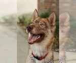 Small #3 Siberian Husky