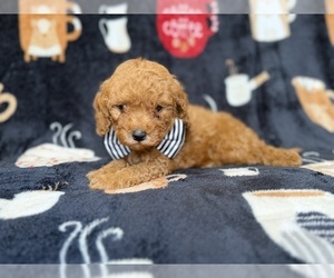 Cavapoo (Miniature) Puppy for sale in LAKELAND, FL, USA