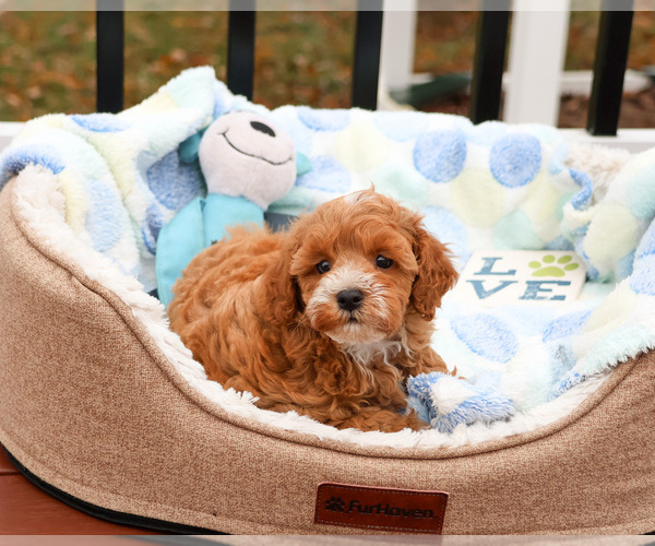 Medium Photo #1 Cavapoo (Miniature) Puppy For Sale in SYRACUSE, IN, USA