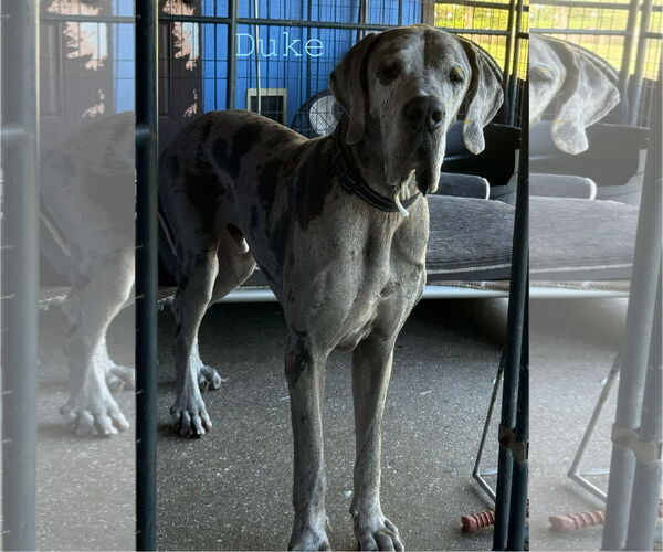 Medium Photo #1 Great Dane Puppy For Sale in Palm Beach, FL, USA