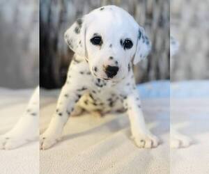Dalmatian Puppy for Sale in BOONE, North Carolina USA