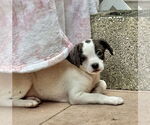 Small Lab-Rat Terrier