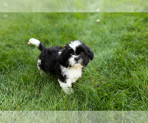 Shih Tzu Puppy for sale in NAPPANEE, IN, USA