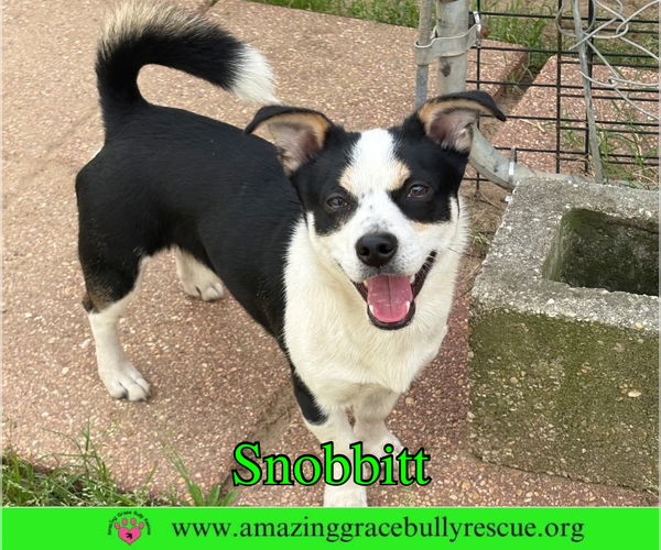 Medium Photo #3 Jack Russell Terrier-Unknown Mix Puppy For Sale in Milton, FL, USA