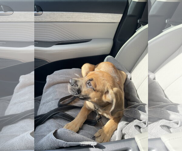 Medium Photo #7 Mutt Puppy For Sale in Orlando, FL, USA