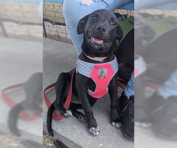 Medium Photo #3 American Pit Bull Terrier-Unknown Mix Puppy For Sale in Ventura, CA, USA