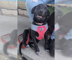 Small #2 American Pit Bull Terrier Mix