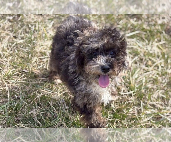 Medium Photo #1 Poodle (Toy) Puppy For Sale in WARSAW, IN, USA